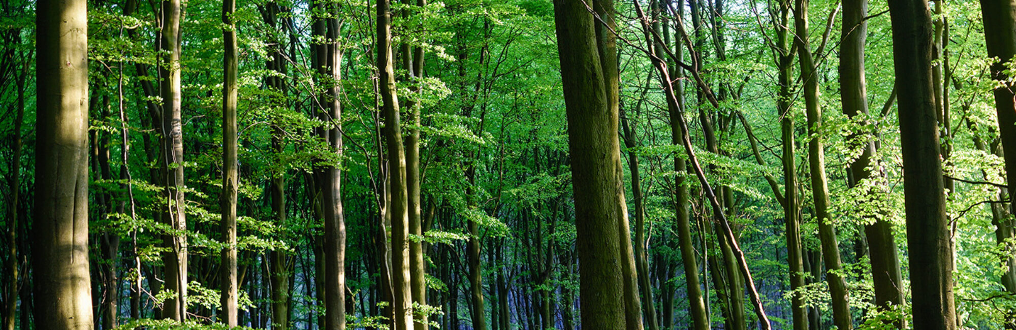 SUSTAINABLE WOODLANDS SUSTAINABLE WOODLANDS